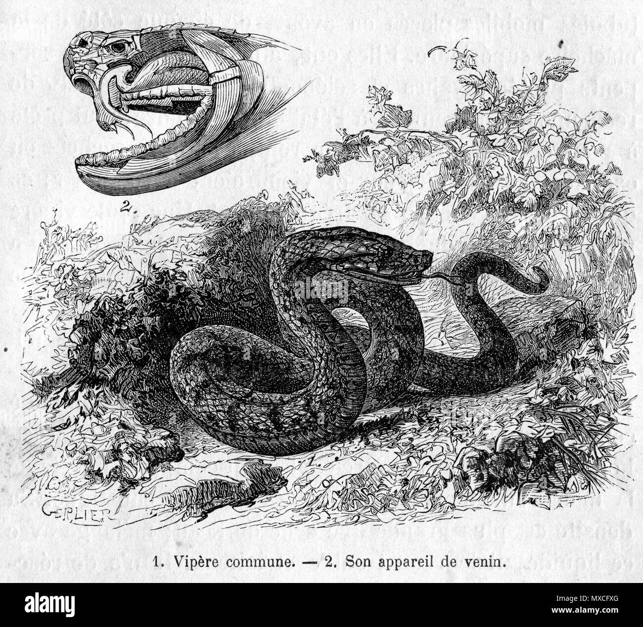 . Inglese: Livre Nos ennemis, par Mangin, illustrazione Gerlier par . 1882. J.Gerlier 374 Livre Nos ennemis, par Mangin, illustrazione par Gerlier 004 Foto Stock