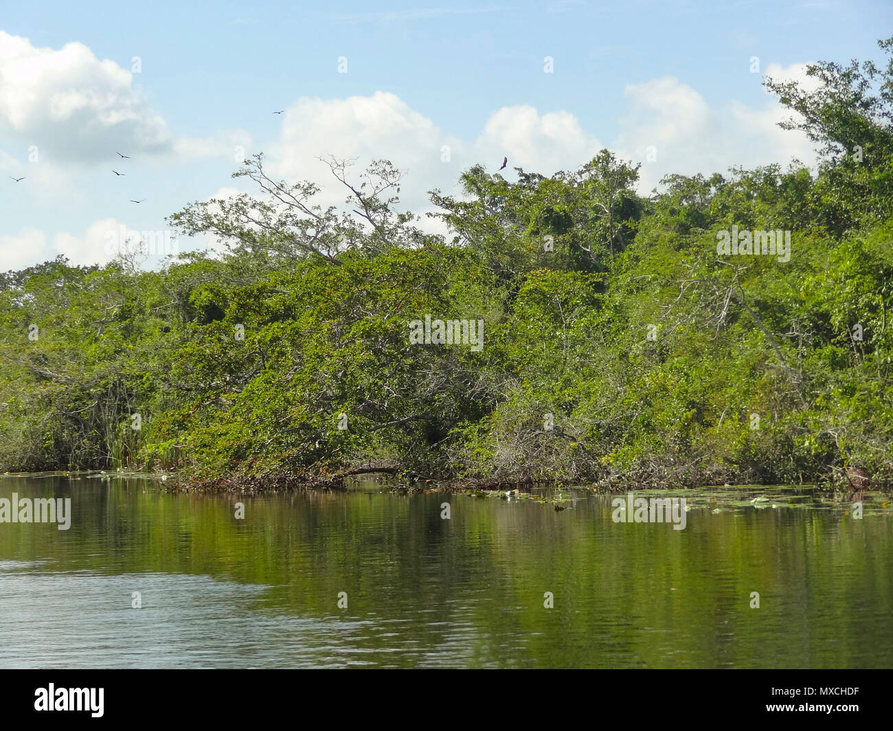 Paesaggi ripariali a New River in Belize in America centrale Foto Stock
