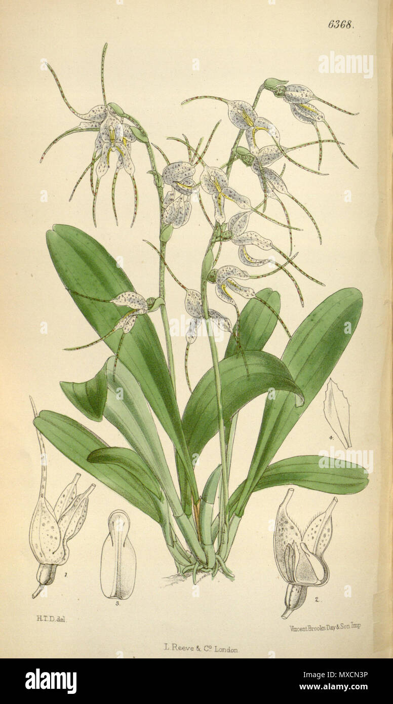 . Illustrazione di Masdevallia polysticta Nota: scheda. 6258 (Bot.Mag. vol. 102, 1876) è anche chiamato Masdevallia polysticta, questa è una errata identificazione da Hooker, rettificato nella descrizione con questa piastra. 1878. H. T. D. (???) del. Descrizione da Joseph Dalton Hooker (1817-1911) 405 Masdevallia polysticta - Curtis' 104 (Ser. 3 no. 34) PL 6368 (1878) Foto Stock