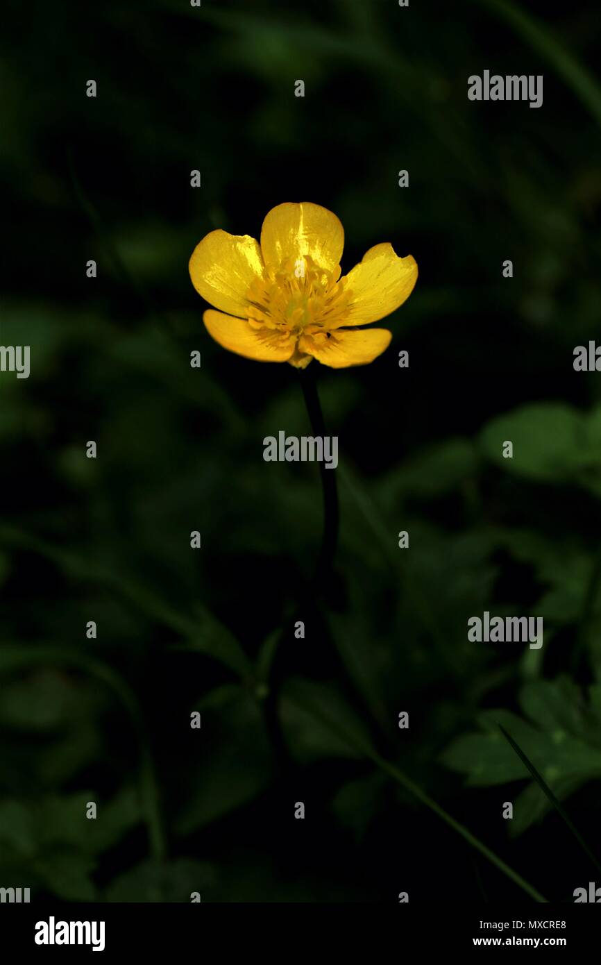 Singolo di colore giallo brillante buttercup pianta flowering in close-up, Ranunculus repens, millefiori con finitura lucida di colore giallo dorato petali Foto Stock