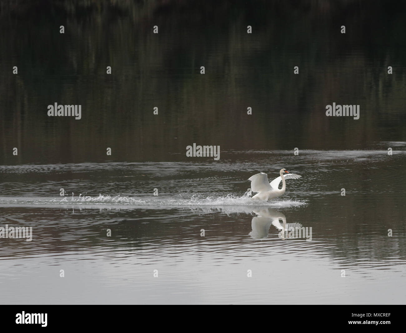 Un cigno, è riflesso in acqua come si entra in terra, con le sue ali distese, sul fiume di Devoran, Cornwall. Foto Stock