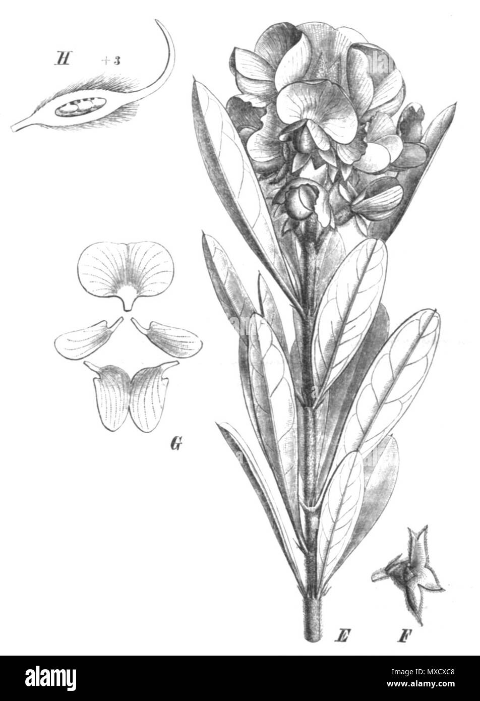 . Illustrazione dal libro . 1891. Paolo Hermann Wilhelm Taubert (1862-1897) 440 Nemcia coriacea Taub105b Foto Stock