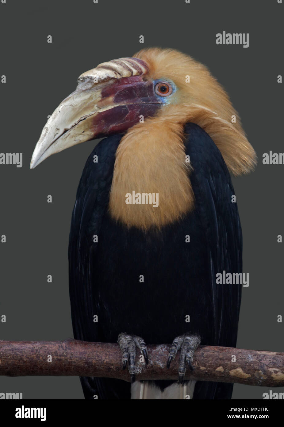 Blyths Hornbill (aceros plicatus) maschio Foto Stock