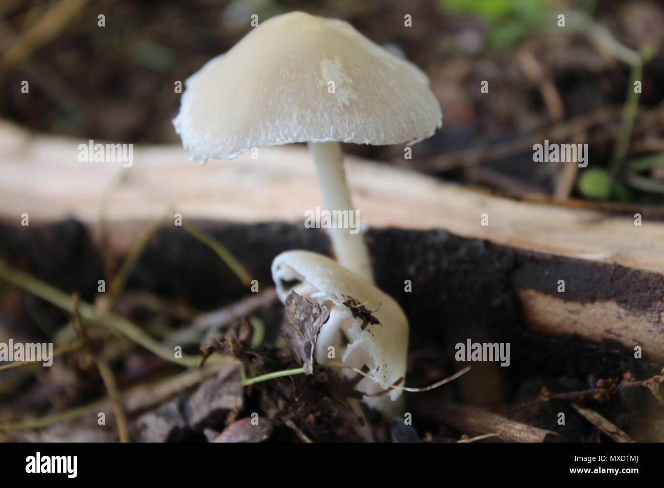 fungo selvaggio Foto Stock