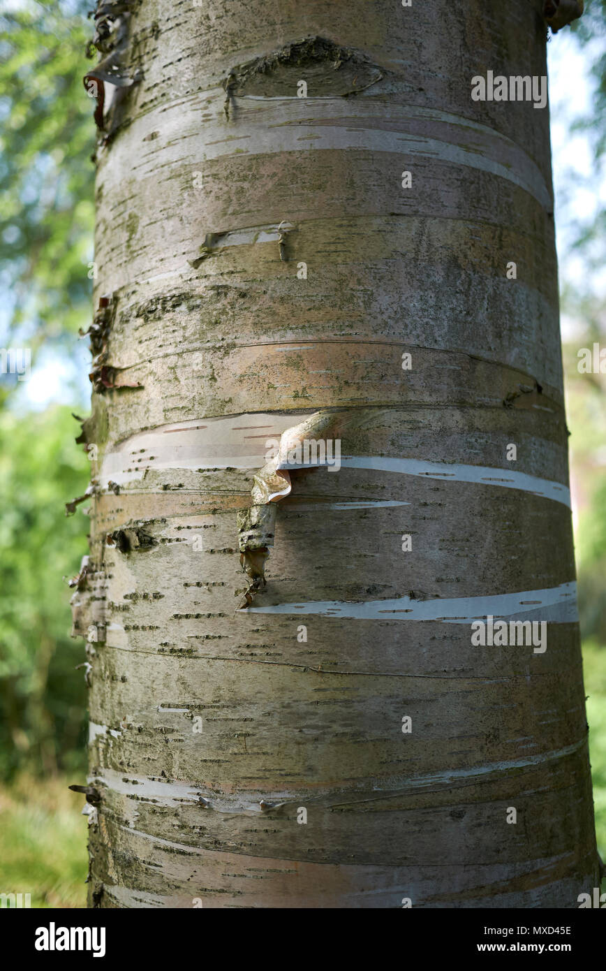 Betula alleghaniensis britton corteccia Foto Stock