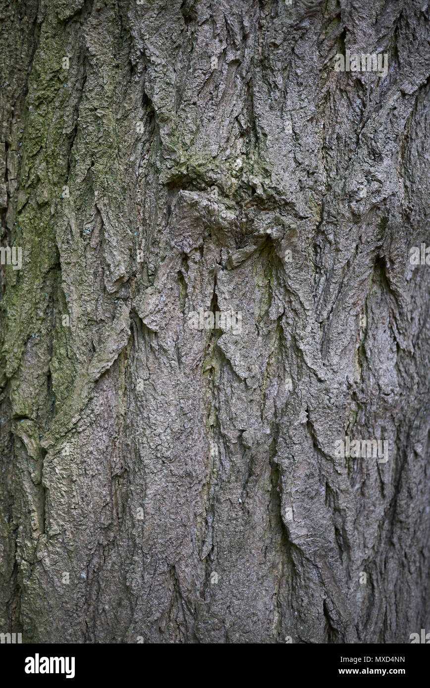 Styphnolobium japonicum corteccia Foto Stock