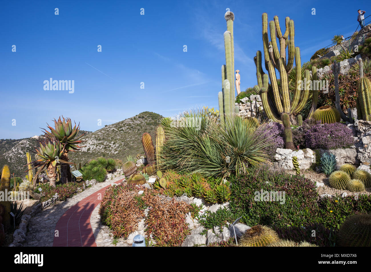 Giardino Botanico - Jardin Exotique a Eze Village, Francia Costa Azzurra - Cote d'Azur, Alpes-Maritimes regione. Foto Stock