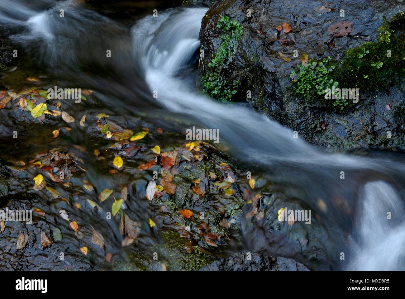 Flusso in Auvergne. Francia Foto Stock