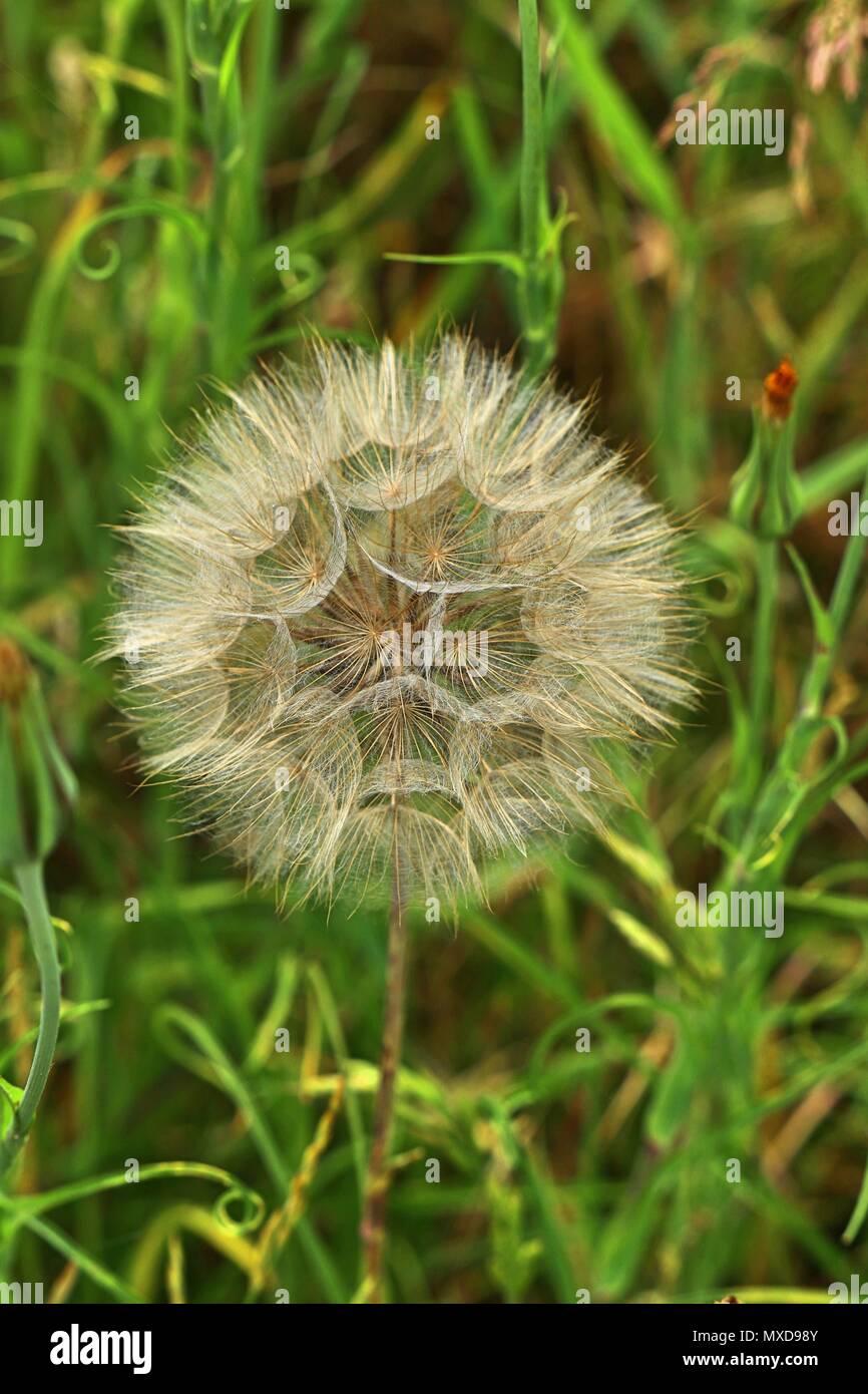 Fluffy tarassaco in giugno, estate template design Foto Stock