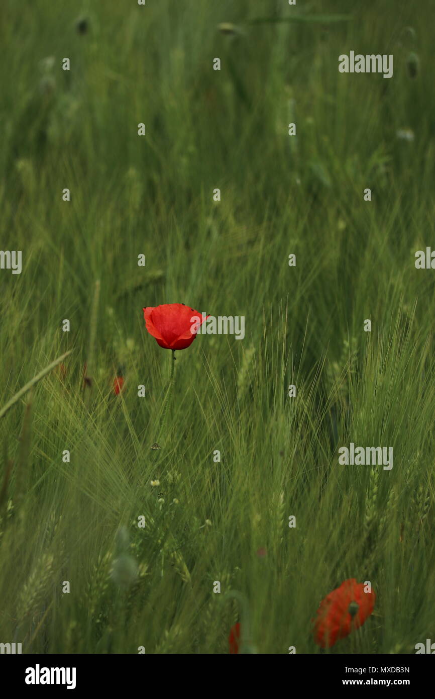 Rosso brillante fiore di papavero, Papaver rhoeas, in un campo di mais, nel mese di giugno in Germania Foto Stock