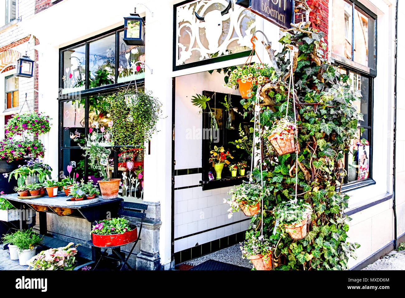 Leiden (South Holland, Paesi Bassi): negozio di fiori; Leiden (Südholland, Niederlande): Blumengeschäft Foto Stock
