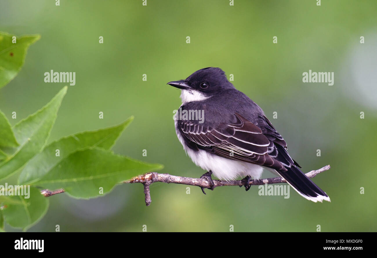 Kingbird orientale appollaiato sul ramo Foto Stock