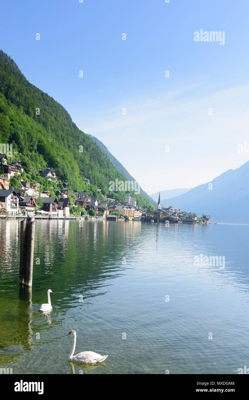 Hallstatt: Hallstätter vedere (lago Hallstatt), Hallstatt Città Vecchia, swan in Austria, Oberösterreich, Austria superiore, regione del Salzkammergut Foto Stock
