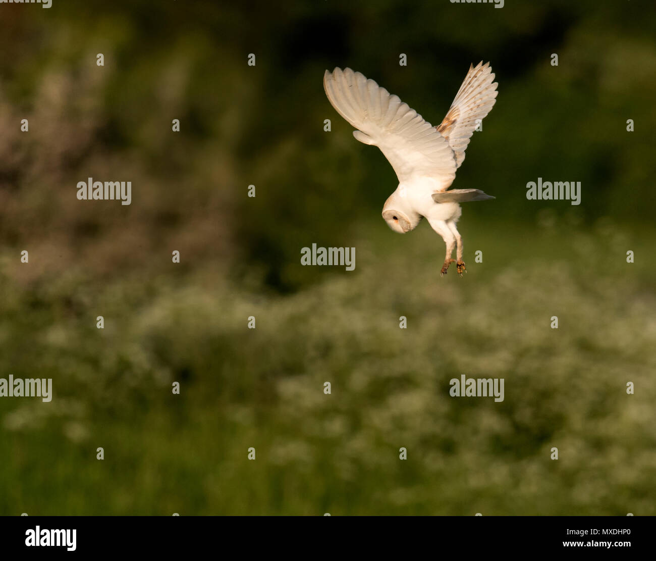 Un selvaggio Barbagianni (Tyto alba) passa sopra gli ignari in preda a Norfolk Foto Stock