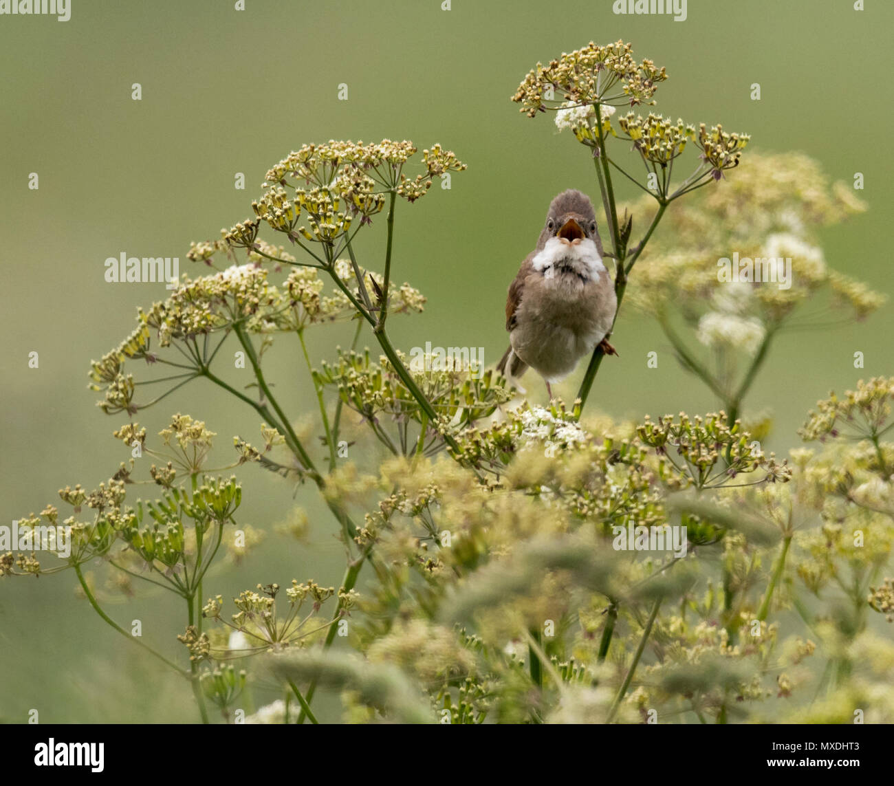 Un maschio Whitethroat comune (Sylvia communis) cantare & appollaiato sul gambo della mucca prezzemolo, Norfolk Foto Stock