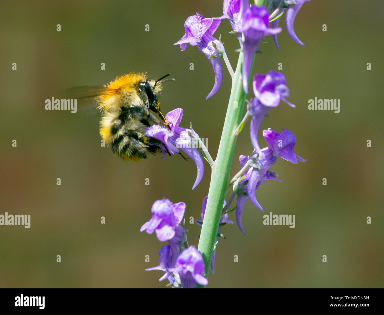 Ape carder (Bombus pascuorum) Bomblebee raccolta polline e nettare da un alto fiore verde giardino fluente viola. Foto Stock