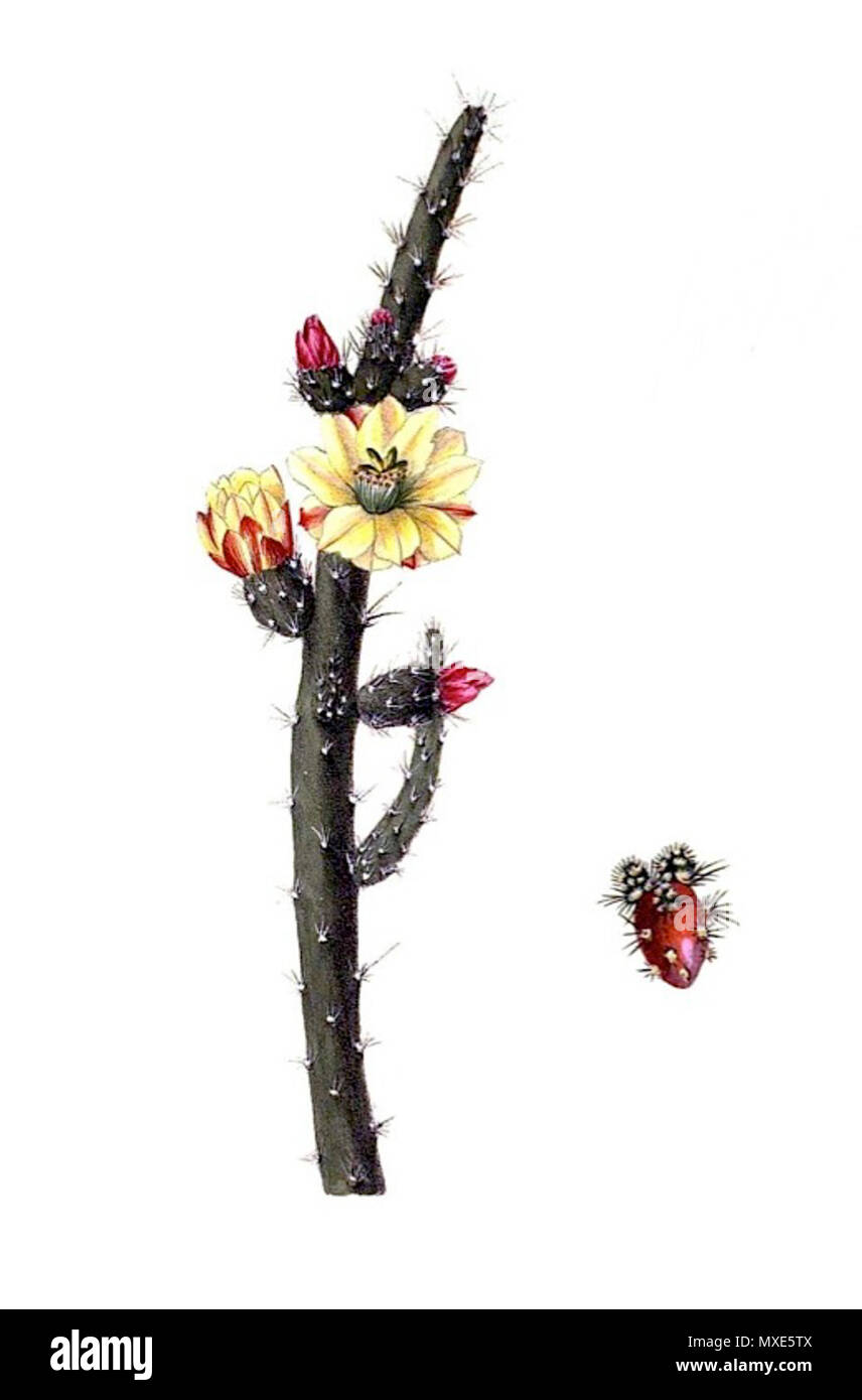 . Deutsch: Opuntia salmiana . 1843. Il dott. L. Pfeiffer & P. Otto Peter A. Mansfeld per l'immagine filtred. 457 Opuntia salmiana pm Foto Stock