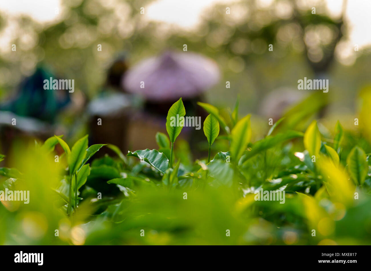Assam le foglie di tè. Un'immagine dal tè giardini di Assam. Foto Stock
