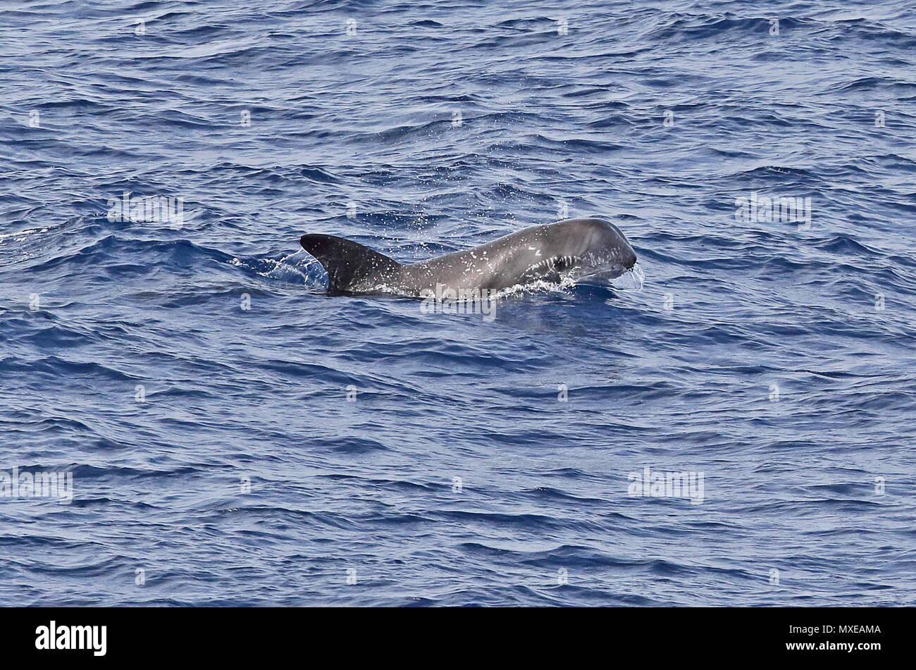 Risso (Dolphin Grampus griseus) adulto in corrispondenza della superficie orientale Oceano Atlantico, a nord di Capo Verde maggio Foto Stock