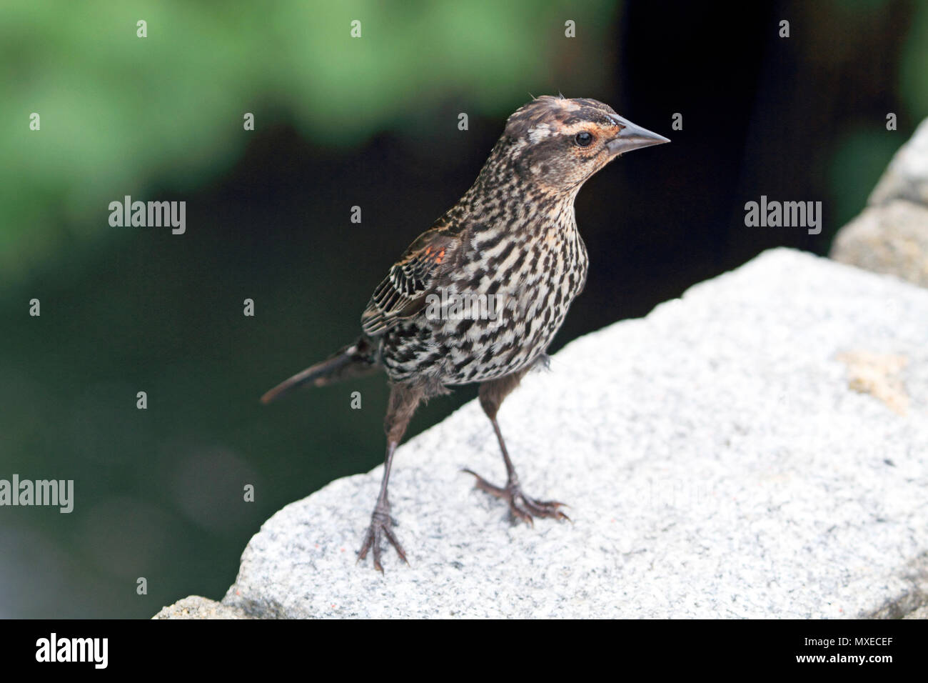 Un rosso-winged Blackbird, Agelaius phoeniceus, neonata in piedi su una pietra, New Jersey, STATI UNITI D'AMERICA Foto Stock
