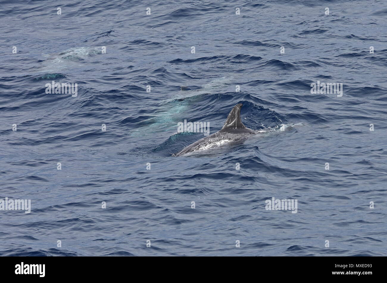 Risso (Dolphin Grampus griseus) manto per adulti con due altri orientale subacquea Oceano Atlantico, a nord di Capo Verde maggio Foto Stock