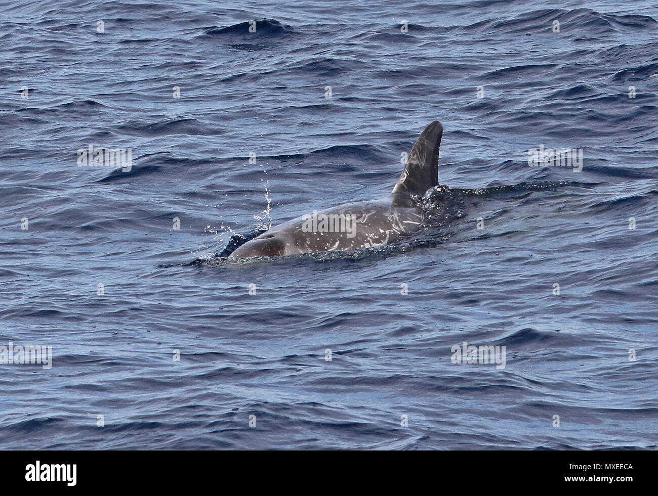 Risso (Dolphin Grampus griseus) adulto in corrispondenza della superficie orientale Oceano Atlantico, a nord di Capo Verde maggio Foto Stock