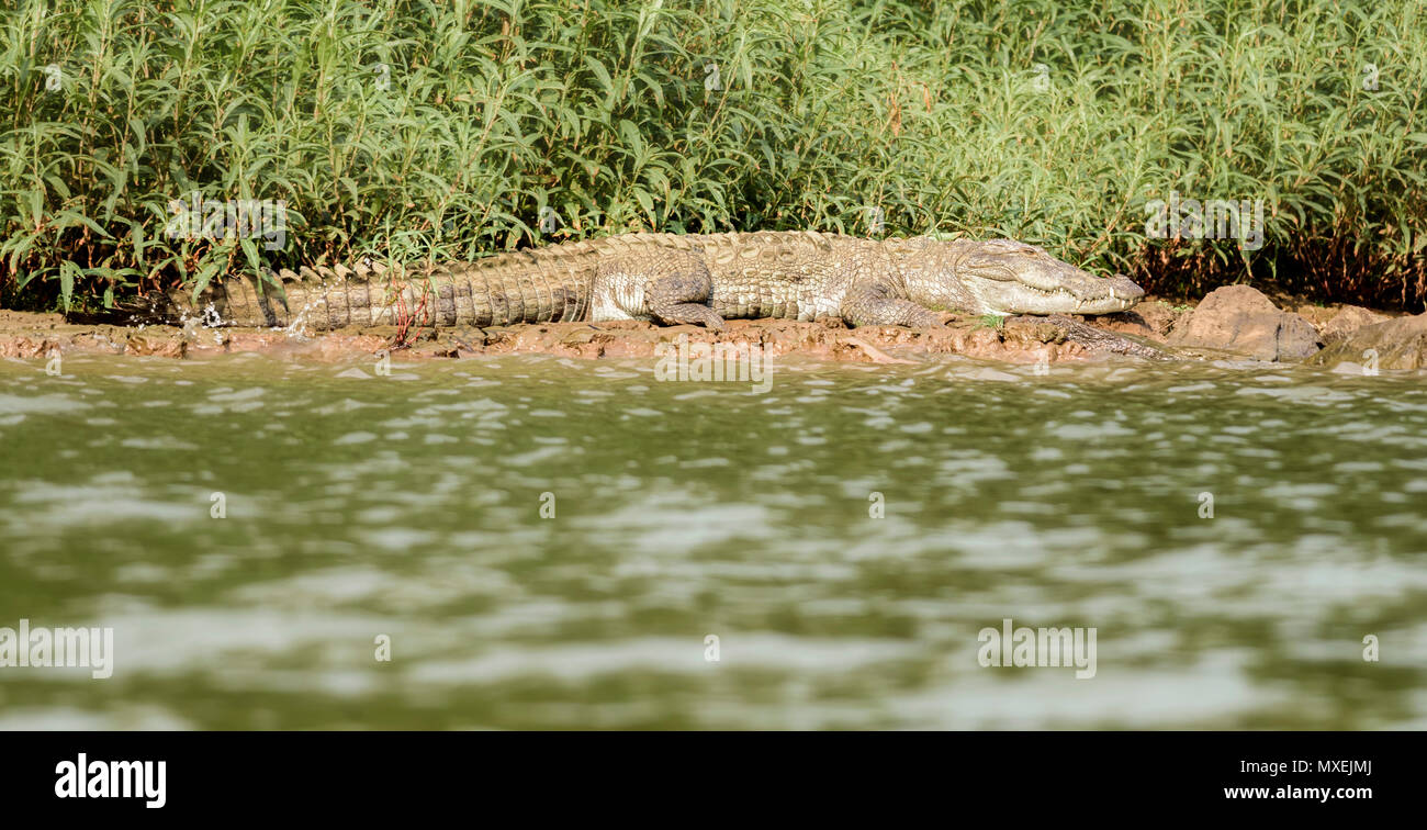 Mugger coccodrillo, Crocodylus palustris, nel sole,Mahanadi banca del fiume all'interno Satkosia Riserva della Tigre, spazio di copia Foto Stock