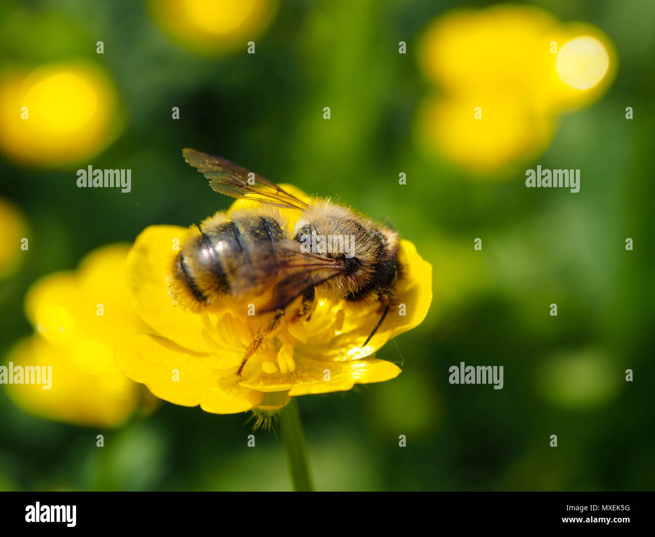 Un'ape solitaria che si nutre da un fiore selvatico a tazza Foto Stock