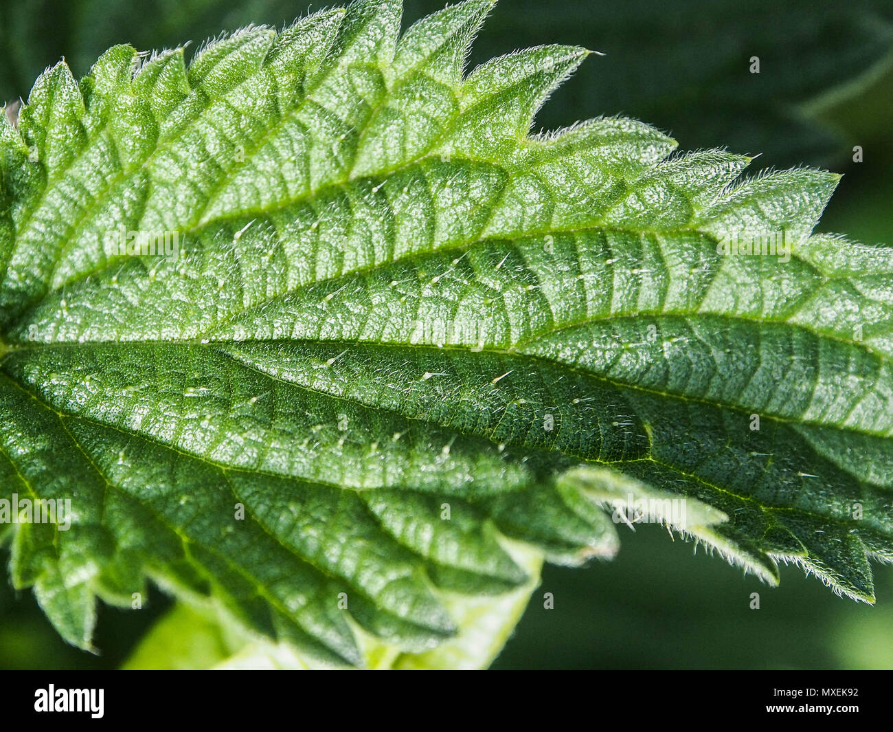 Tricomi su un Ortica foglie Foto Stock