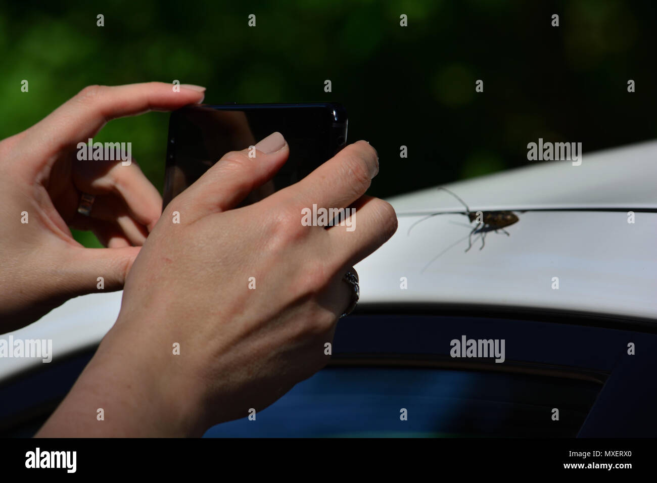 La ripresa di un bug. Femmina di focalizzazione su un maggiolino con uno smartphone Foto Stock