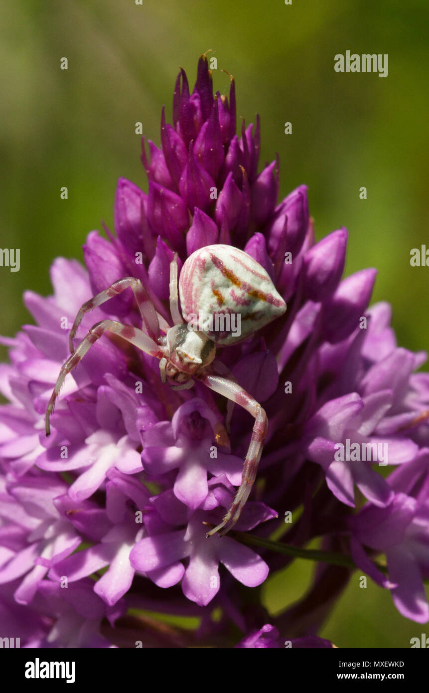 Il ragno granchio (Thomisus onustus) nasconde in Plain Sight, mimetizzata su una selvaggia orchide (Anacamptis pyramidalis). Serra da Arrabida, Portogallo. Foto Stock