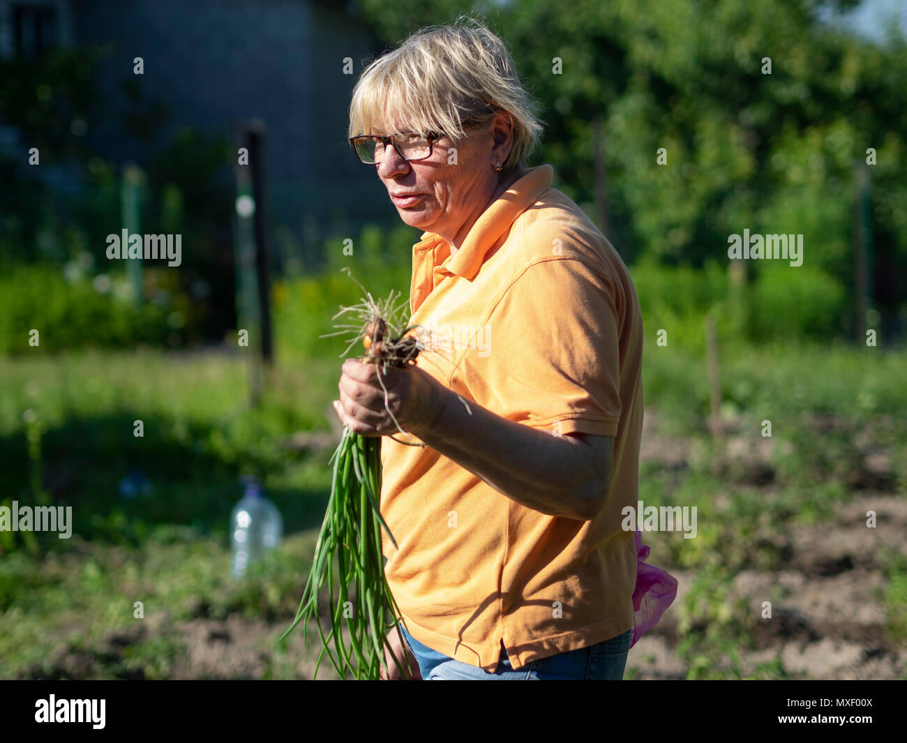 Di mezza età donna caucasica con un raccolto di giovani cipolle in mani Foto Stock