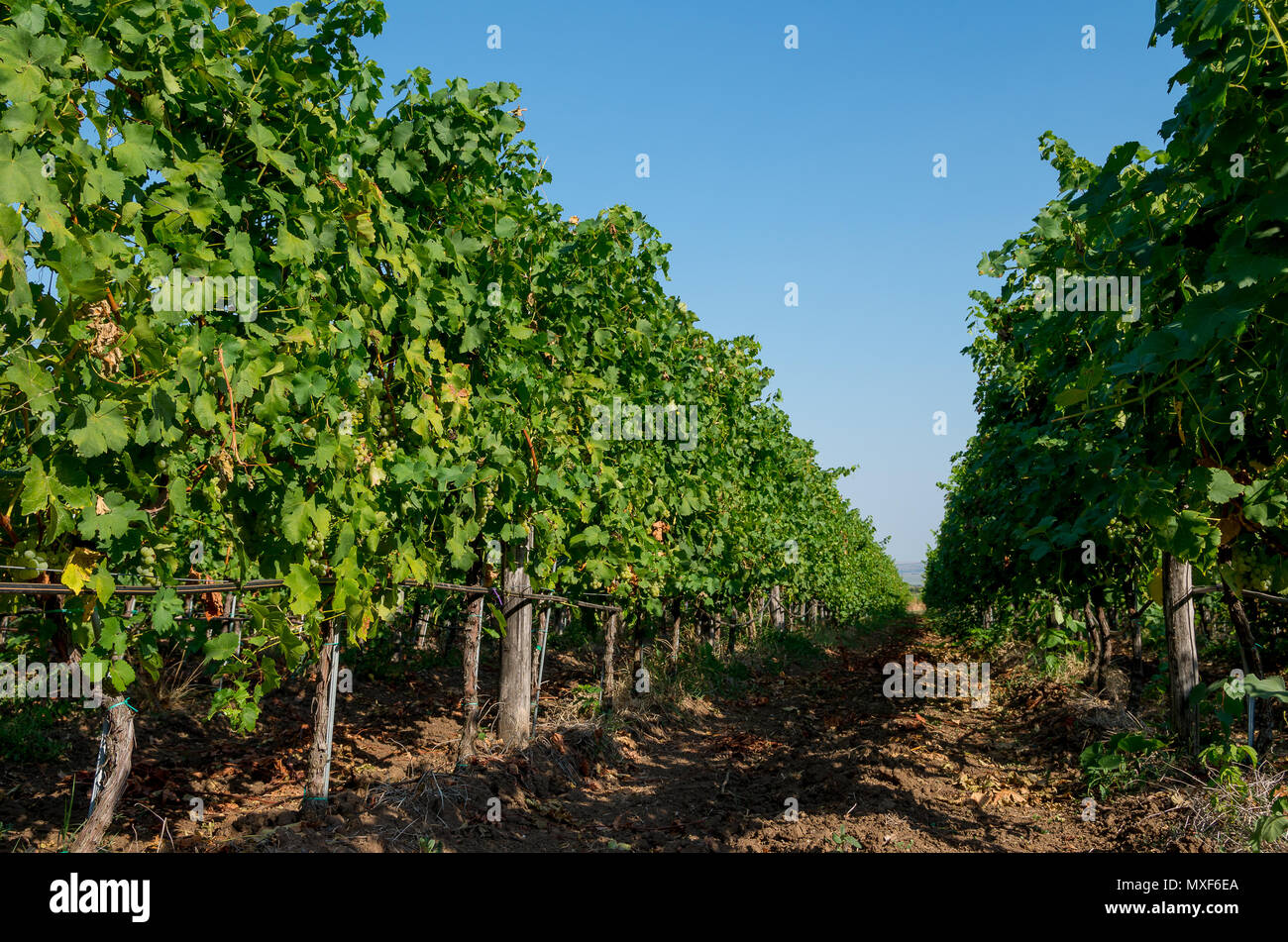 La viticoltura. La piantagione della vigna di cuscinetto di uve di vitigni. Foto Stock