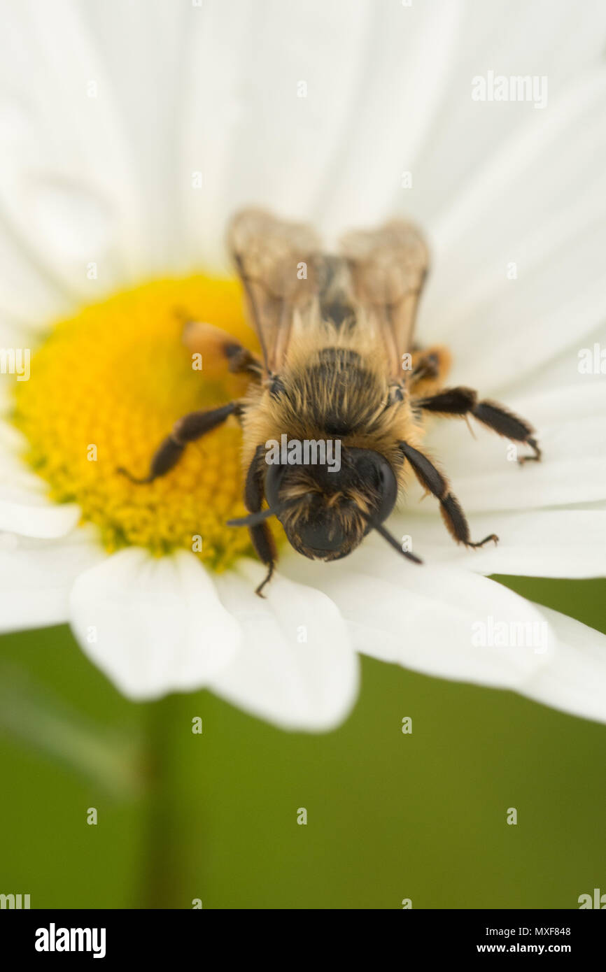 Peloso femmina-footed fiore ape (Anthophora plumipes) su una Margherita occhio di bue al Denbies collina nel Surrey, Regno Unito Foto Stock