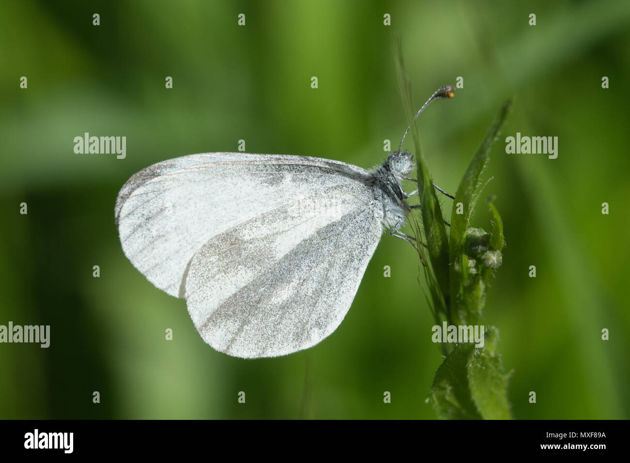 Legno bianco (farfalla Leptidea sinapis) in legno quercino, parte della foresta Chiddingfold SSSI, Surrey, Regno Unito Foto Stock
