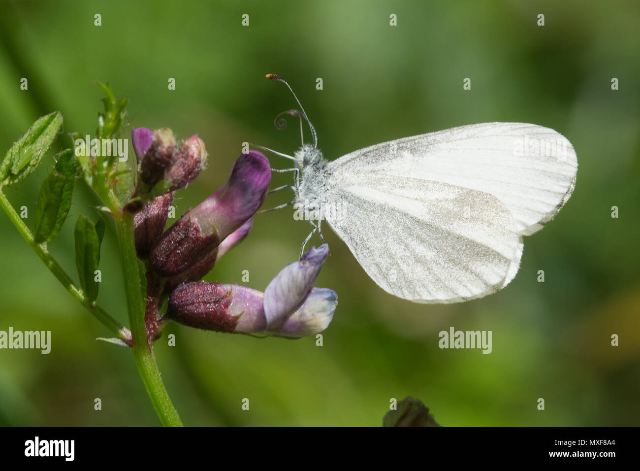 Legno bianco (farfalla Leptidea sinapis) nectaring su veccia fiori selvatici in legno quercino, parte della foresta Chiddingfold SSSI, Surrey, Regno Unito Foto Stock