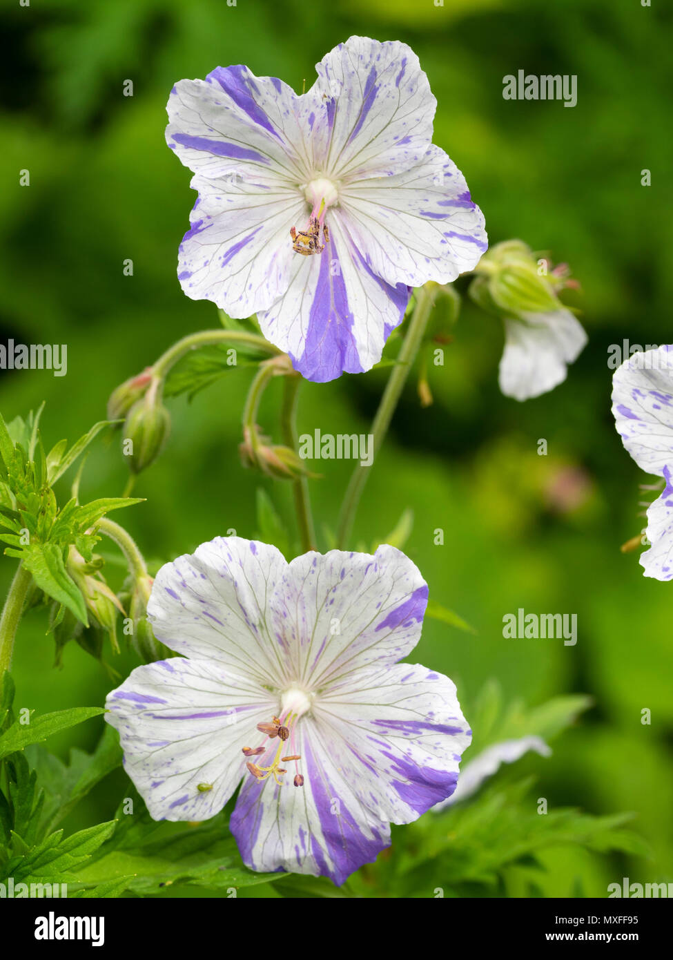 Variabile marcature viola sopra il fondo di colore bianco dei fiori di prato cranesbill, Geranium pratense var striato 'Splish Splash' Foto Stock
