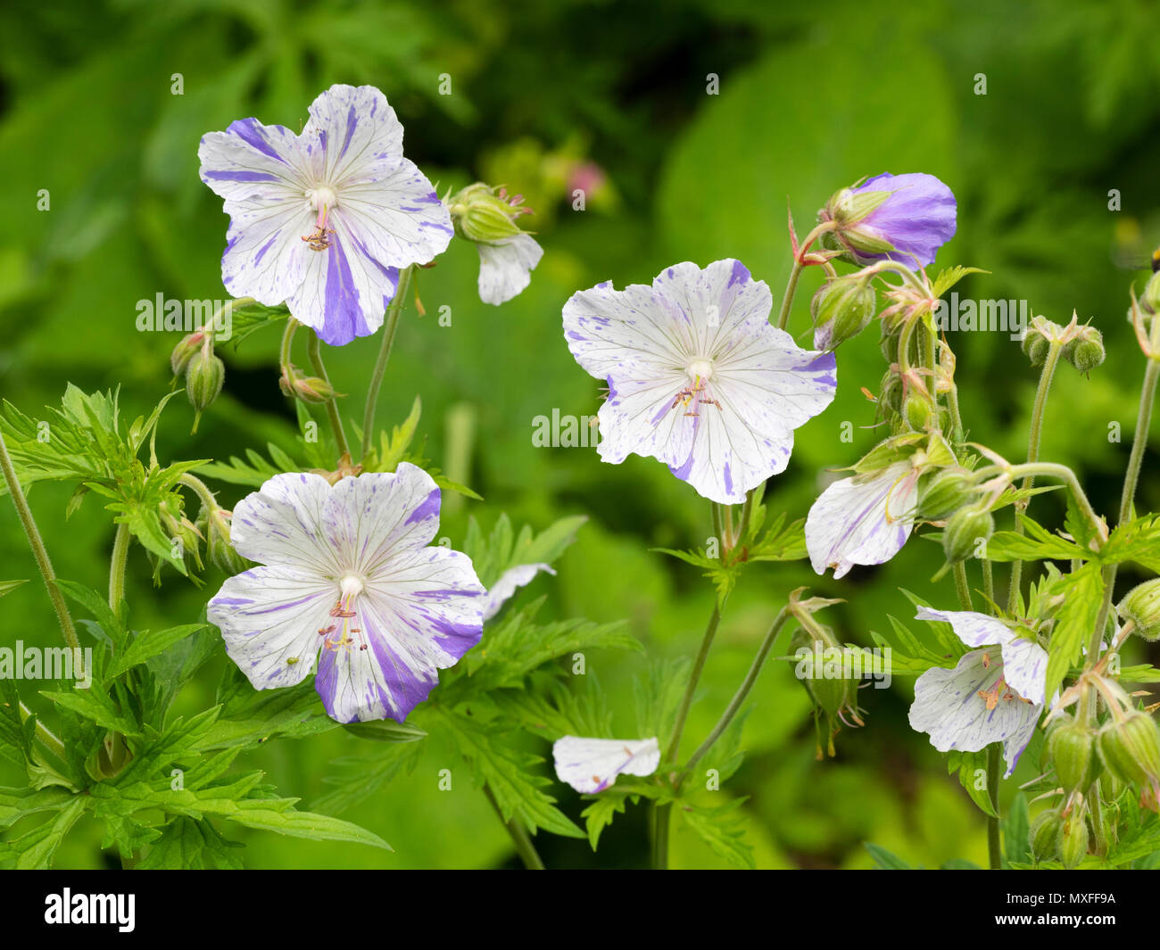 Variabile marcature viola sopra il fondo di colore bianco dei fiori di prato cranesbill, Geranium pratense var striato 'Splish Splash' Foto Stock