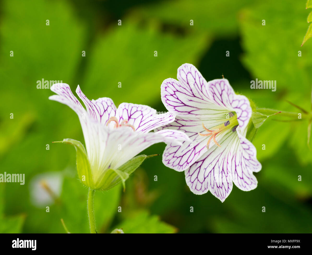 Violetta rivestita di fiori bianchi della fioritura estiva ardito perenne redatti a matita cranesbill, Geranium versicolor Foto Stock