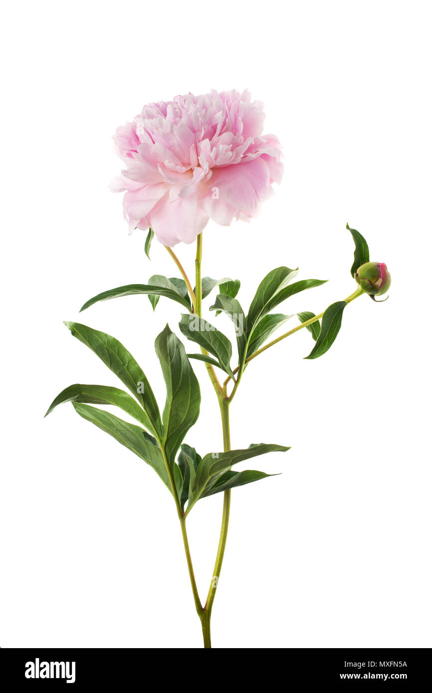 Rosa peonia fiore isolato su bianco Foto Stock