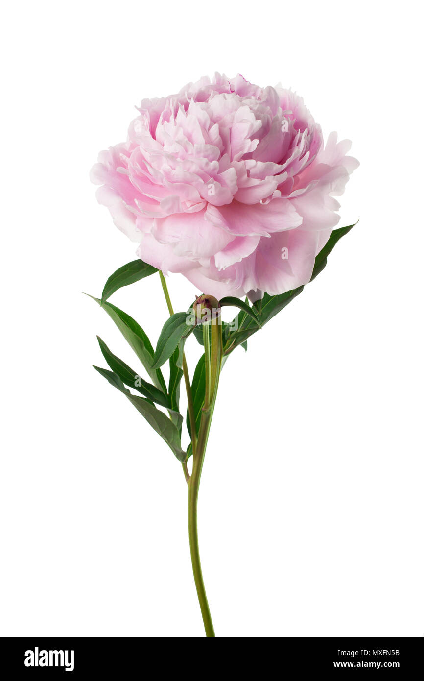 Rosa peonia fiore isolato su bianco Foto Stock