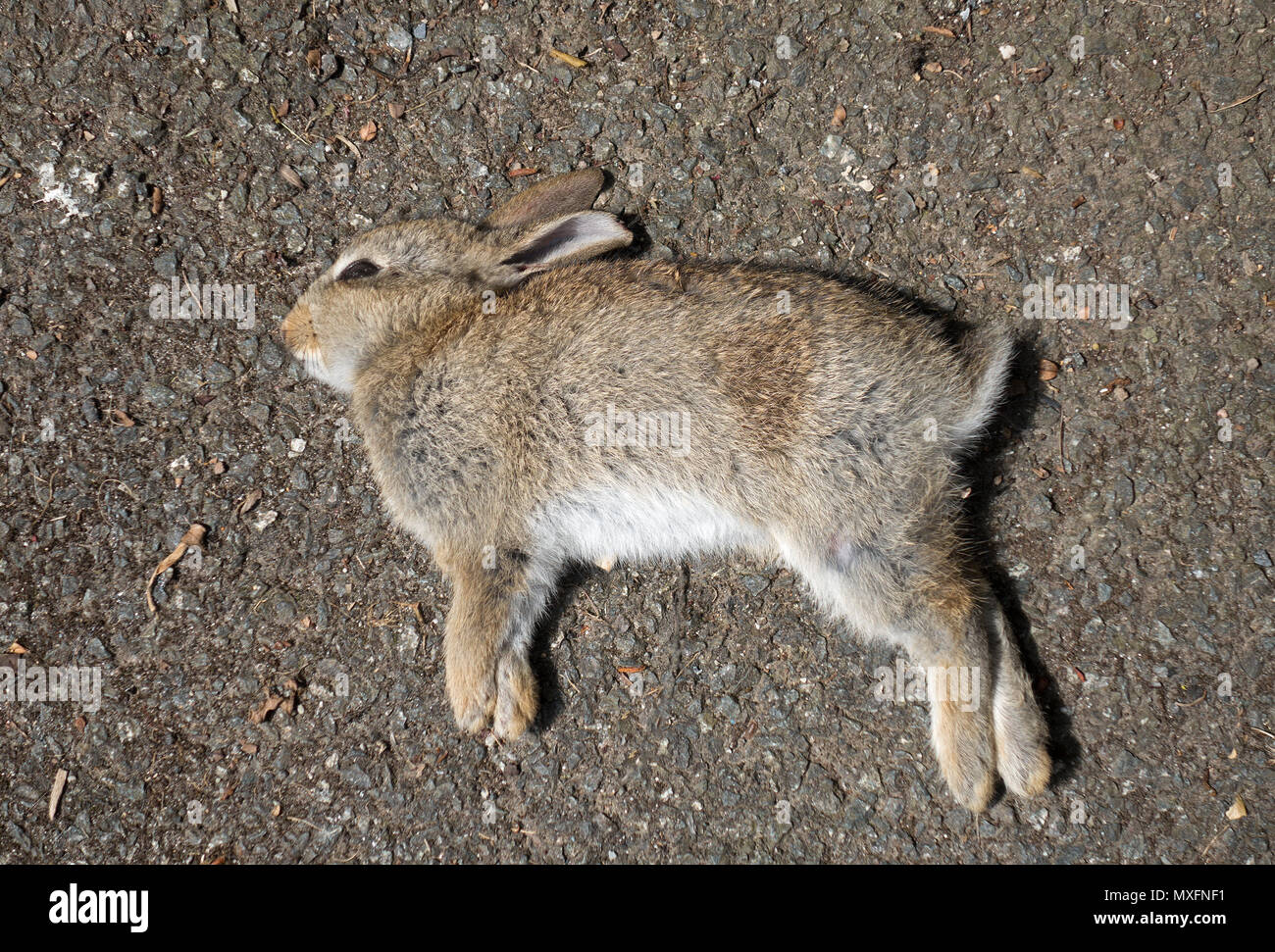 Bambino morto giovane kit di coniglio Foto Stock