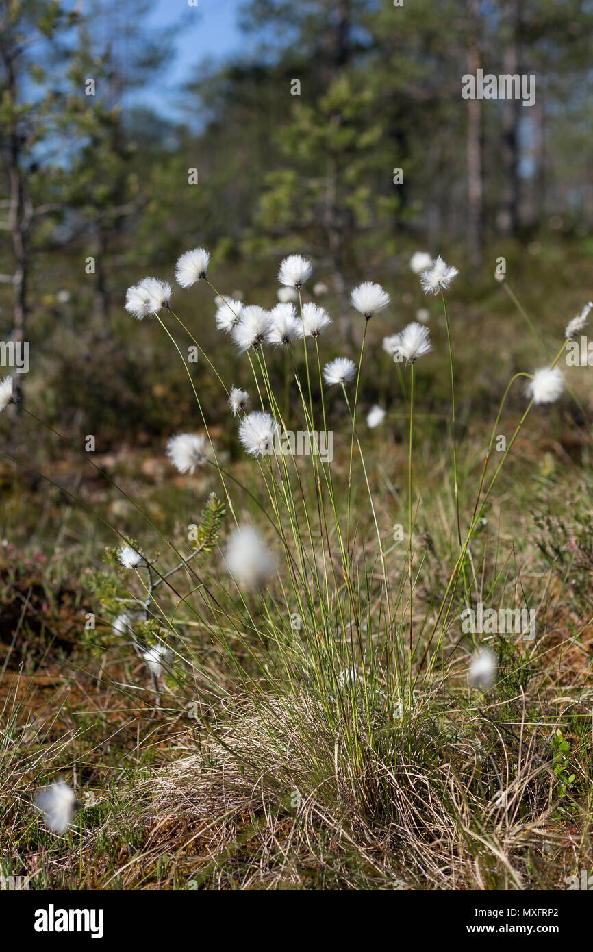 Close-up di lepre è di coda o cottongrass tussock cottongrass (Eriophorum vaginatum) nella zona umida, che fiorisce in estate in Finlandia in una giornata di sole. Foto Stock