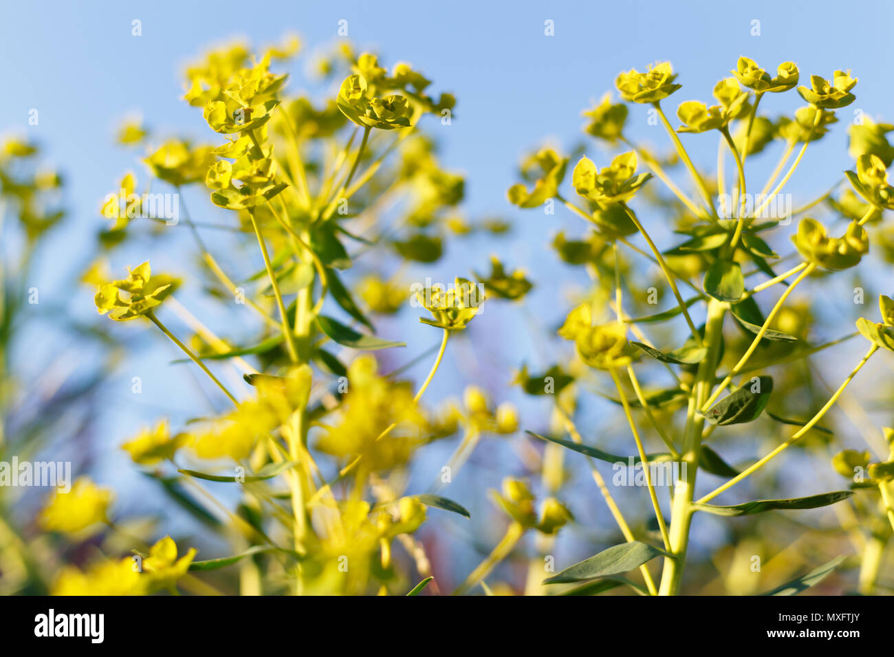 Vegetali di Euphorbia nel prato al tramonto Foto Stock