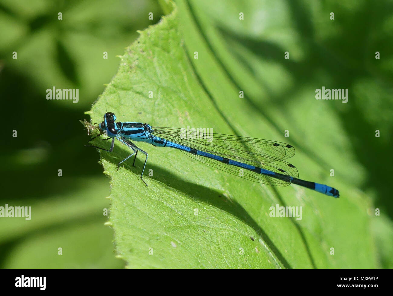 Blu COMUNE-tailed DAMSELFLY Ischnura elegans in Berkshire, Inghilterra. Foto: Tony Gale Foto Stock