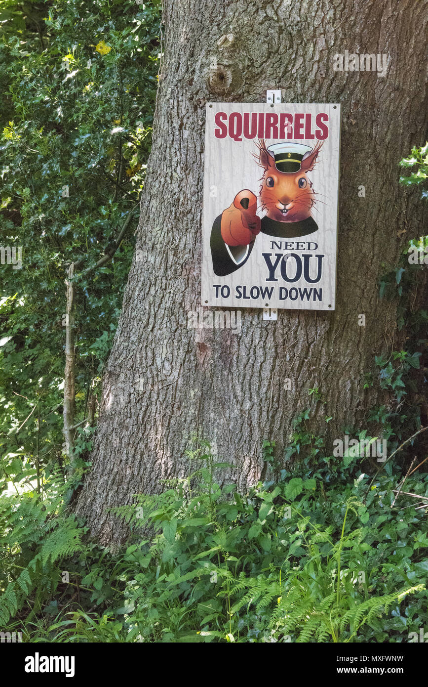 Un segno su un albero o un poster inchiodato alla post dicendo gli scoiattoli rossi necessità di rallentare. accelerando e la tutela della flora e della fauna nell'isola di Wight. Foto Stock