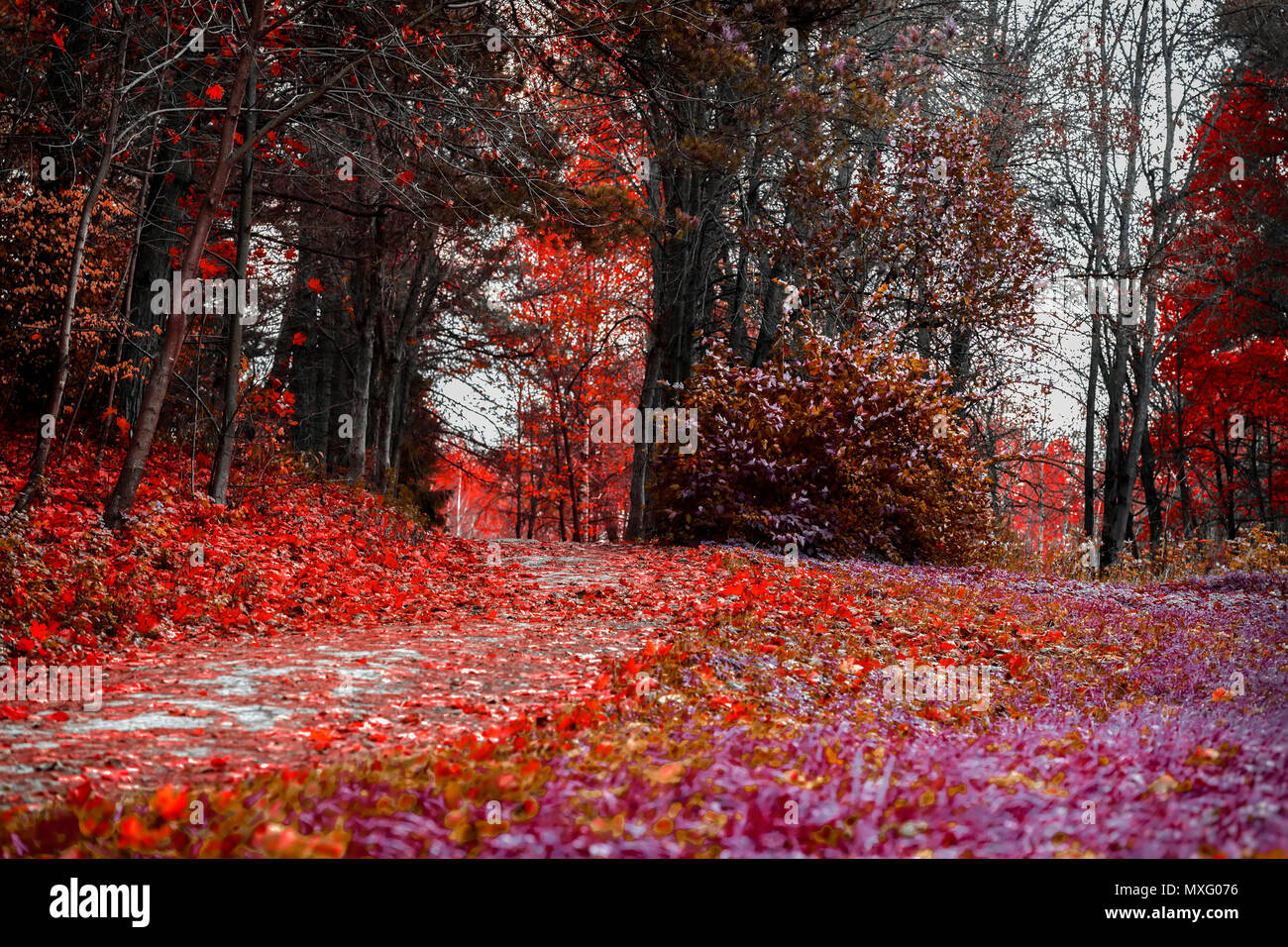 Colori luminosi di caduta. Percorso di foresta con molte foglie cadute, scarlatto paesaggio autunnale nel vecchio parco. Passeggiate, umore, nostalgia concept Foto Stock