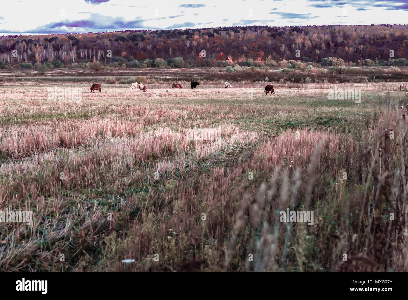 Autunno pittoresco paesaggio agreste, mucche al pascolo, campo in pendenza, prato sullo sfondo della foresta. Giornata di sole sulla campagna. Foto Stock
