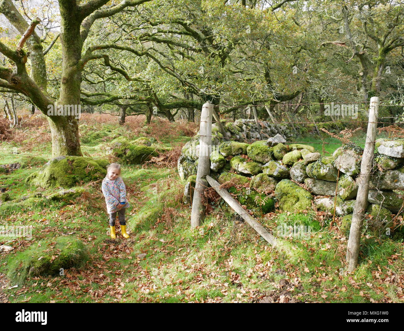 Moss, muro di pietra e il bimbo nel Parco Nazionale di Dartmoor, Devon. Foto Stock