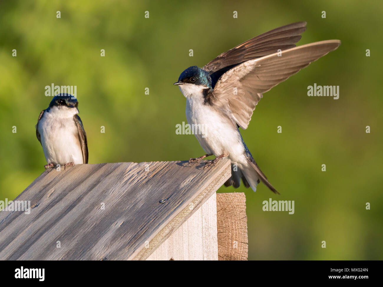 Tree swallow (Tachycineta bicolore) vicino a casa di uccelli, Iowa, USA Foto Stock